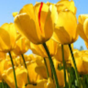 Meet your Posher, Mary ellen